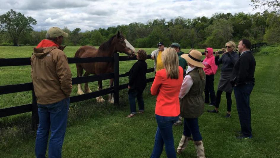 A group of tourists wearing casual attire interacts with a horse by a fence in a lush field, ideal for those interested in horse racing travel and countryside tours.