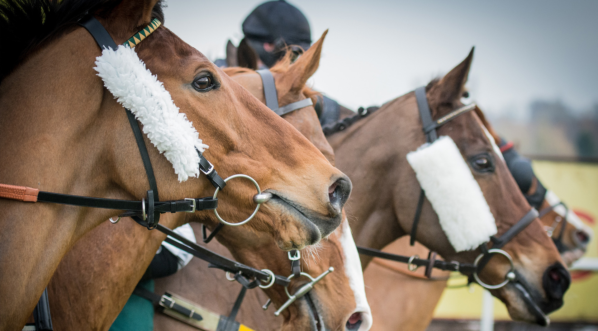 Three thoroughbred racehorses wearing bridles and white fluffy nosebands stand ready, capturing the excitement and detail of sports travel packages focused on horse racing events like the Kentucky Derby.