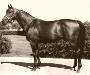 Kentucky Derby Horse Citation